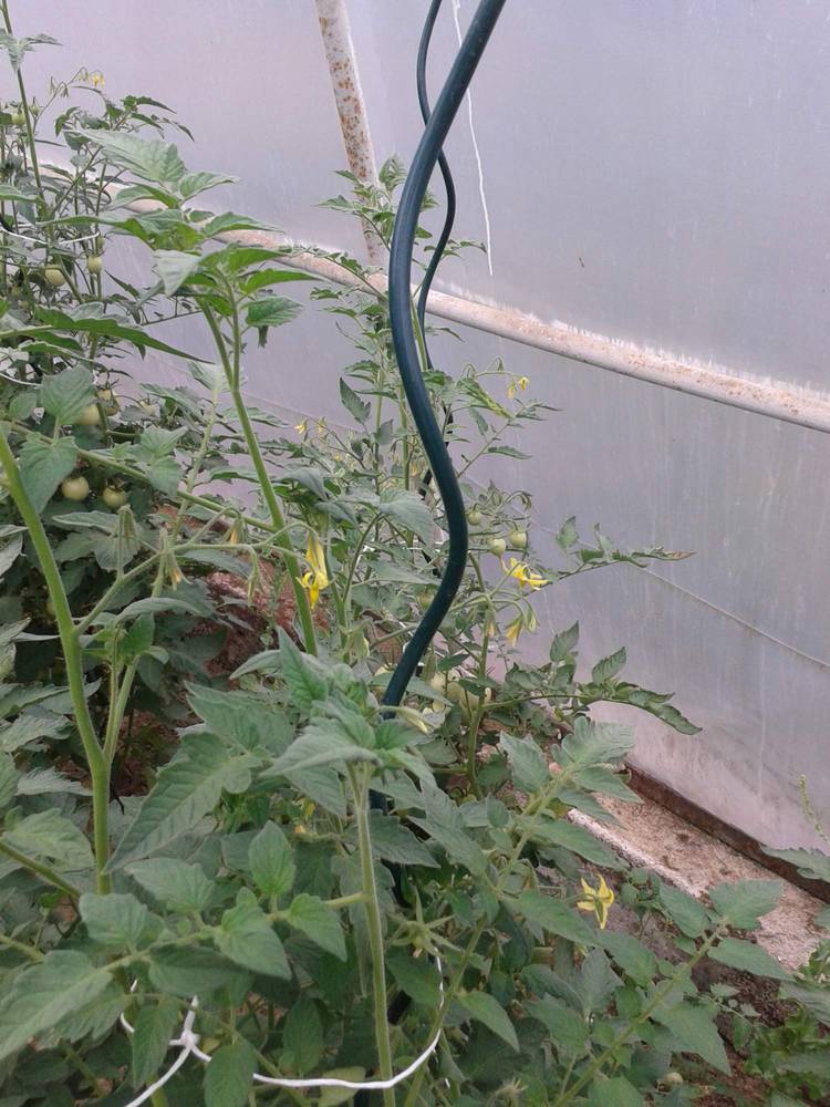 Tyč k paradajkám GS2 1500x6mm PVC